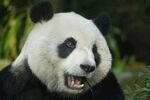 张嘴的大熊猫