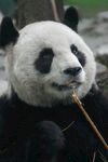 熊猫惬意吃竹子