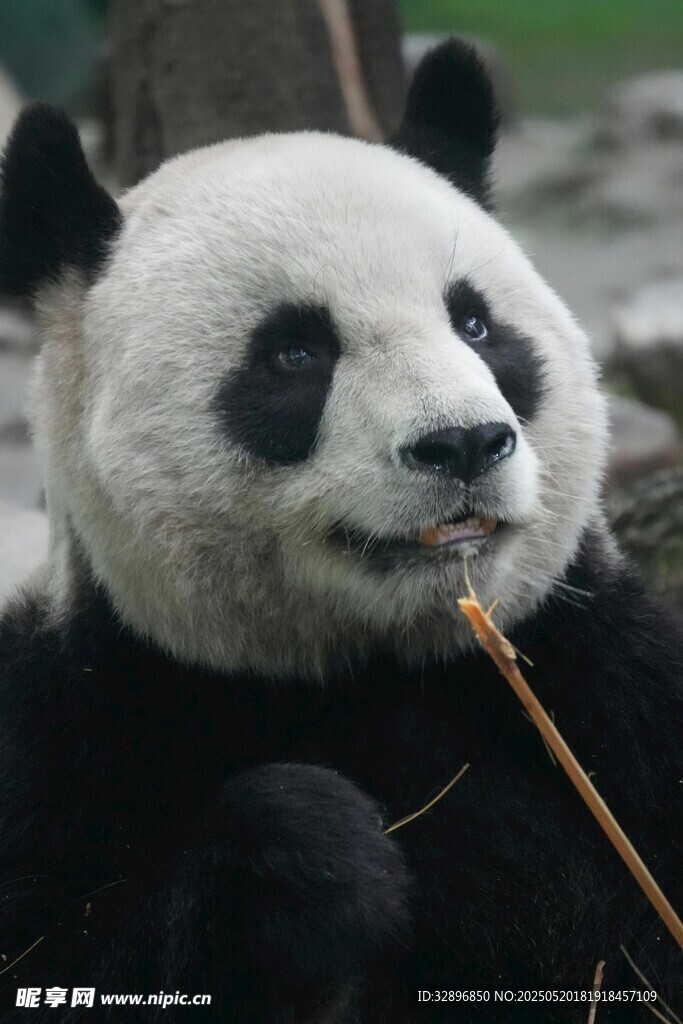 熊猫惬意吃竹子