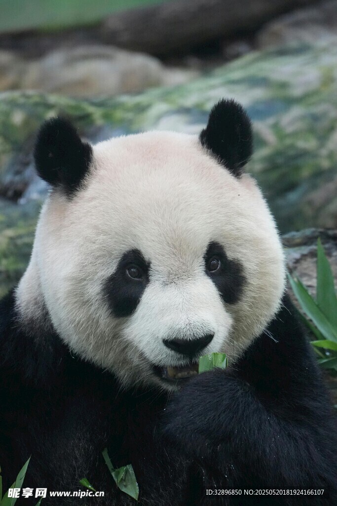 憨态熊猫进食瞬间