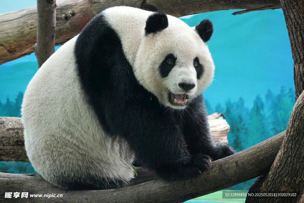 憨态可掬的大熊猫坐树枝