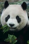 熊猫进食鲜竹叶