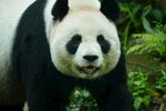 憨态可掬的大熊猫