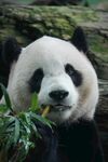 熊猫惬意进食鲜竹叶