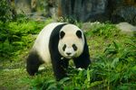 漫步草丛中的可爱大熊猫