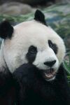 憨态可掬的大熊猫