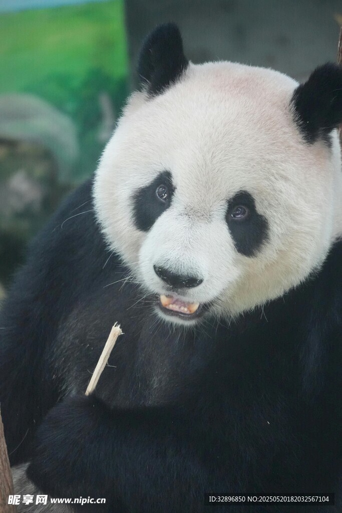 熊猫惬意吃竹子