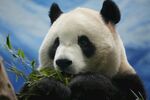 熊猫惬意享用鲜嫩竹子
