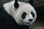 憨态可掬的大熊猫