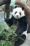 熊猫惬意享用鲜嫩竹子