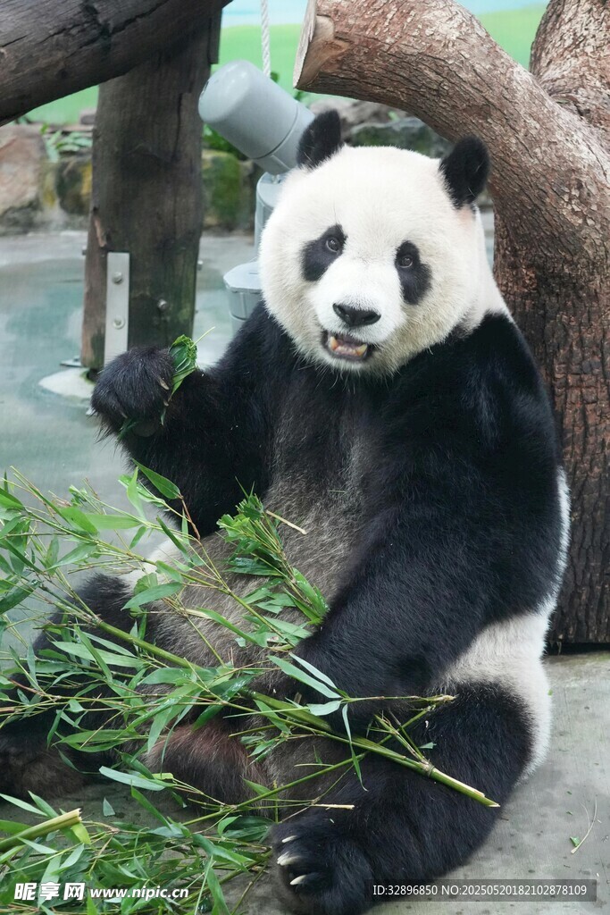熊猫惬意享用鲜嫩竹子