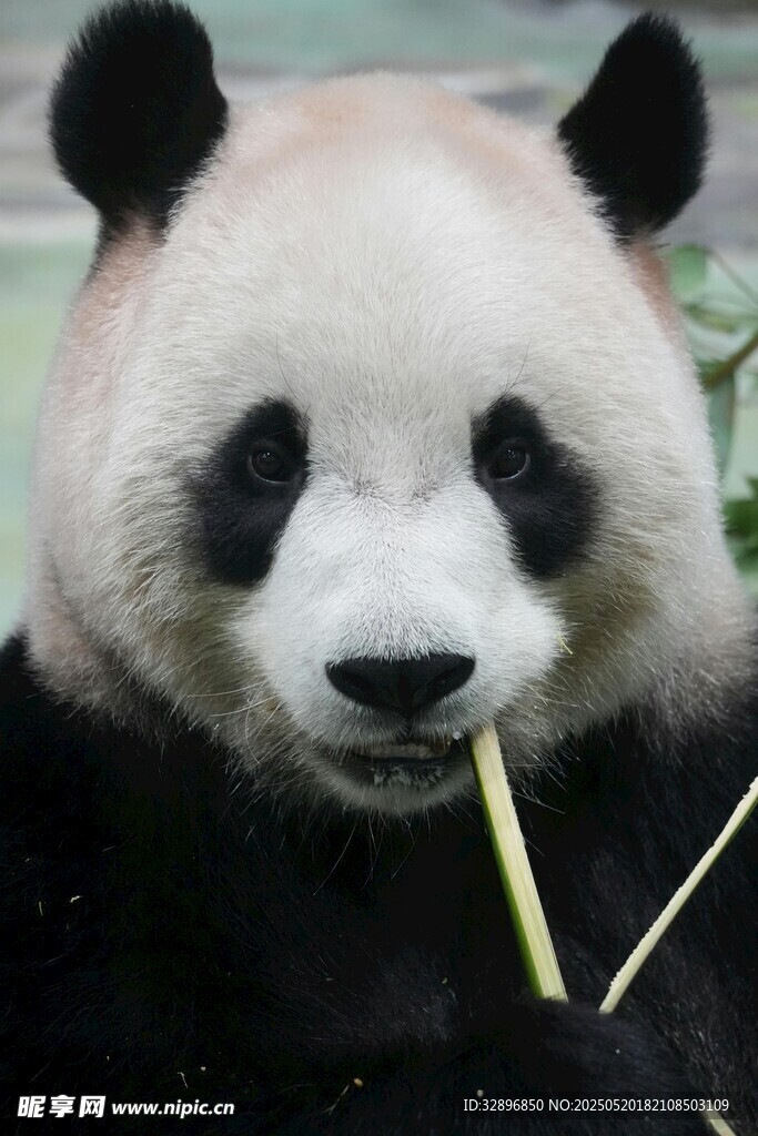 熊猫惬意吃竹子