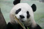 熊猫惬意啃食鲜嫩竹子