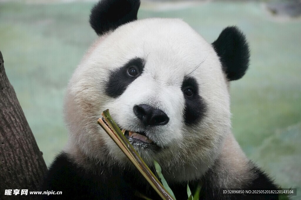 熊猫惬意啃食鲜嫩竹子