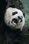 憨态熊猫咧嘴露齿