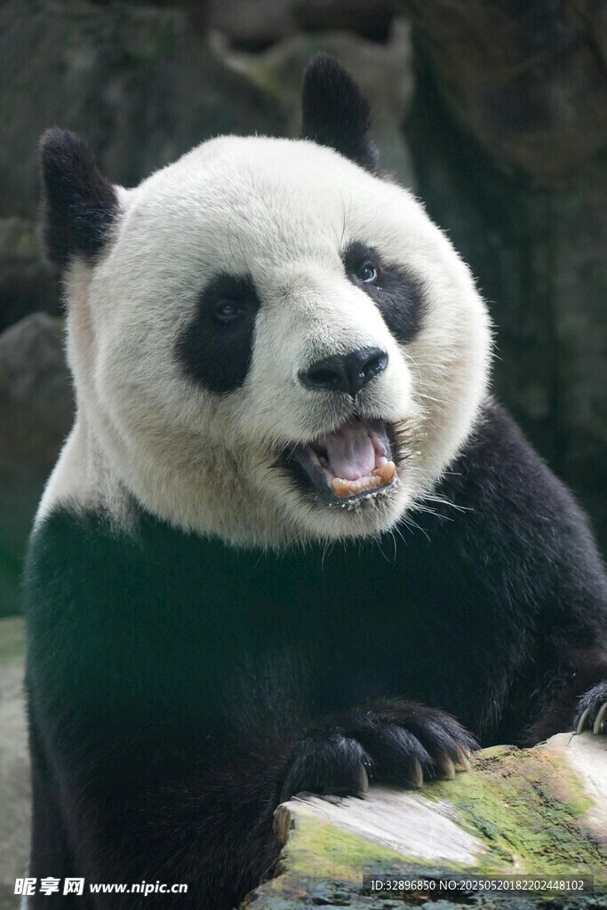 憨态可掬的大熊猫