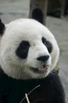 憨态可掬的大熊猫进食中