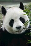 熊猫惬意进食鲜竹叶