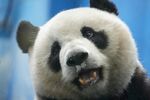 咧嘴笑的可爱大熊猫