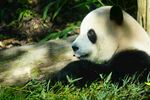 草地上休憩的可爱大熊猫