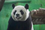 憨态可掬的大熊猫
