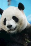 憨态可掬的大熊猫