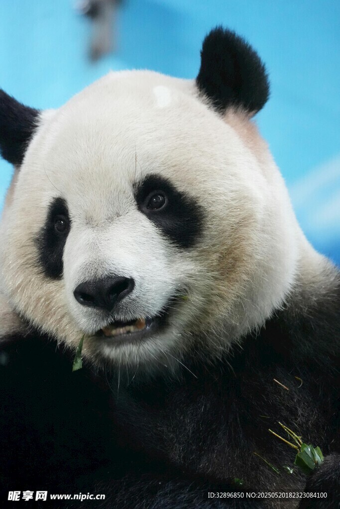 憨态可掬的大熊猫