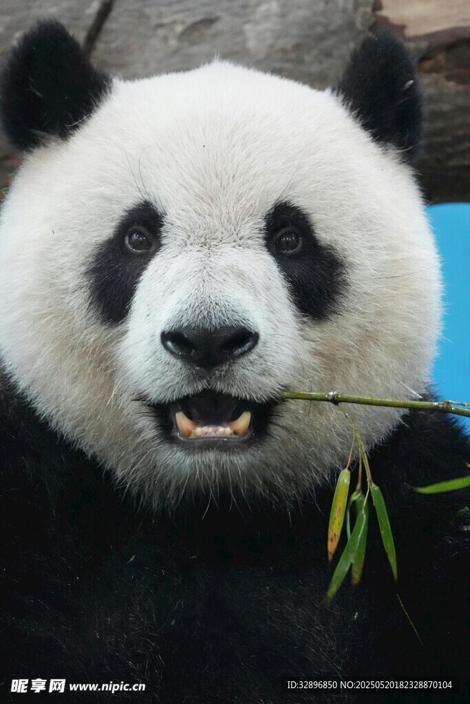 憨态熊猫嚼食鲜嫩竹子