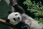 熊猫惬意躺树枝享悠闲