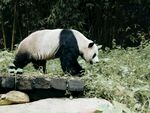 漫步草地的大熊猫