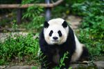 可爱大熊猫坐于绿植间