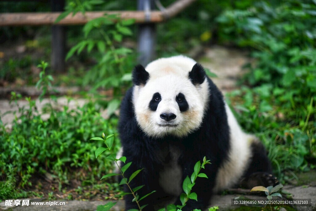 可爱大熊猫坐于绿植间