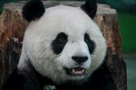 憨态可掬的大熊猫