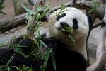 熊猫惬意享用鲜嫩竹子