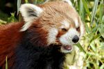 小熊猫张嘴进食瞬间