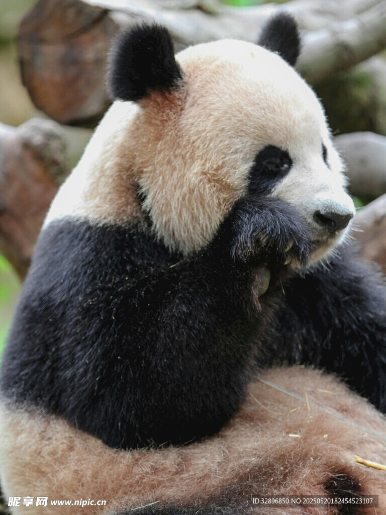憨态可掬的大熊猫