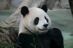 憨态可掬的大熊猫