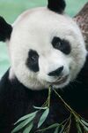 憨态熊猫嚼食鲜嫩竹叶