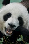 憨态熊猫惬意食竹瞬间
