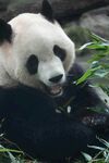 熊猫惬意享用鲜嫩竹子