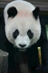 憨态可掬的大熊猫