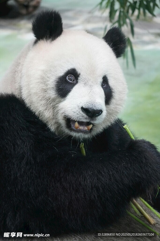 憨态可掬的大熊猫吃竹子