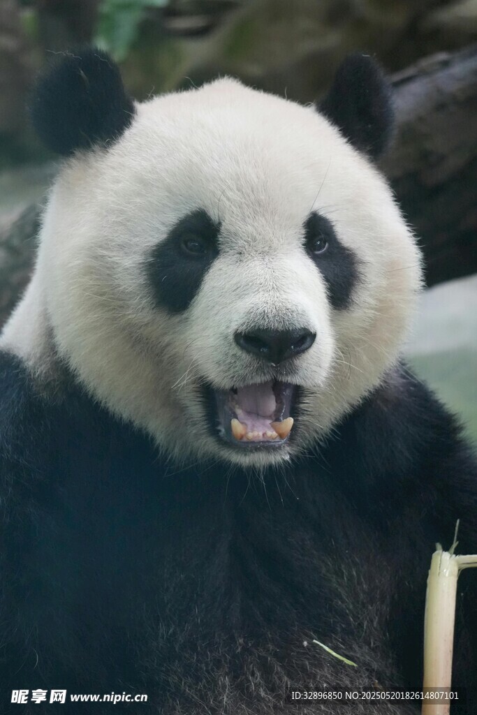 张嘴熊猫憨态可掬
