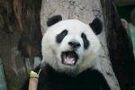 张嘴卖萌的大熊猫