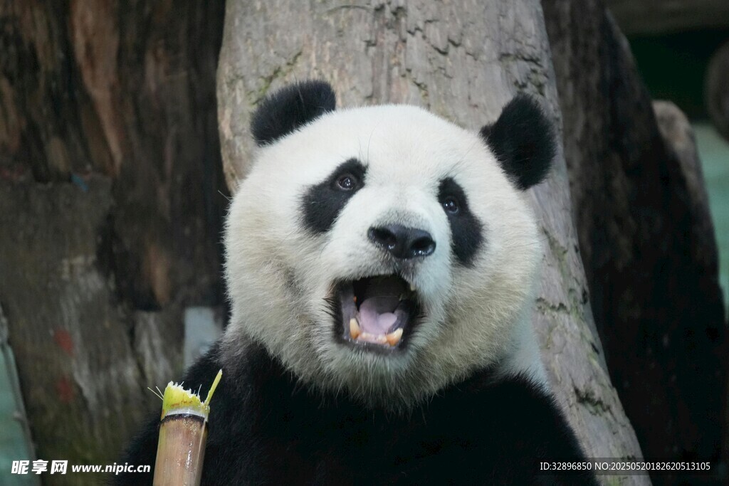 张嘴卖萌的大熊猫