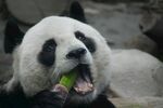 熊猫张嘴吃翠绿竹子