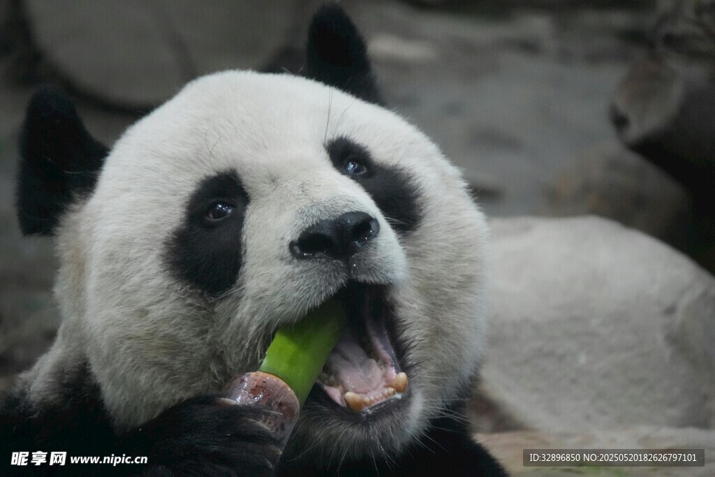 熊猫张嘴吃翠绿竹子