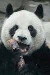熊猫开心进食瞬间