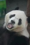 憨态熊猫咧嘴大笑瞬间
