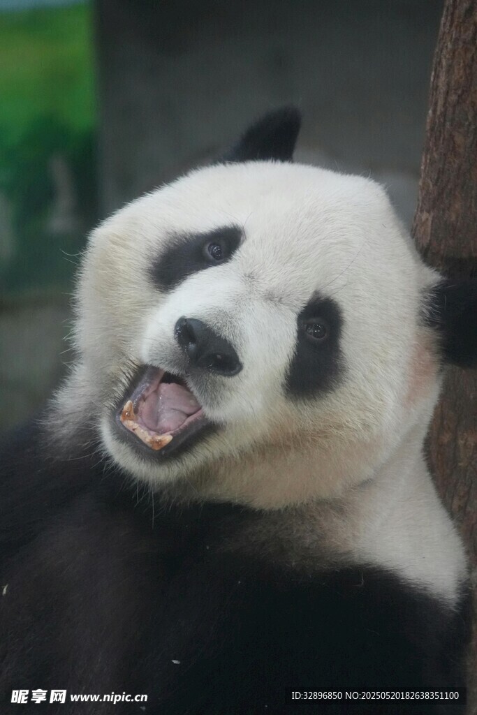 憨态熊猫咧嘴大笑瞬间